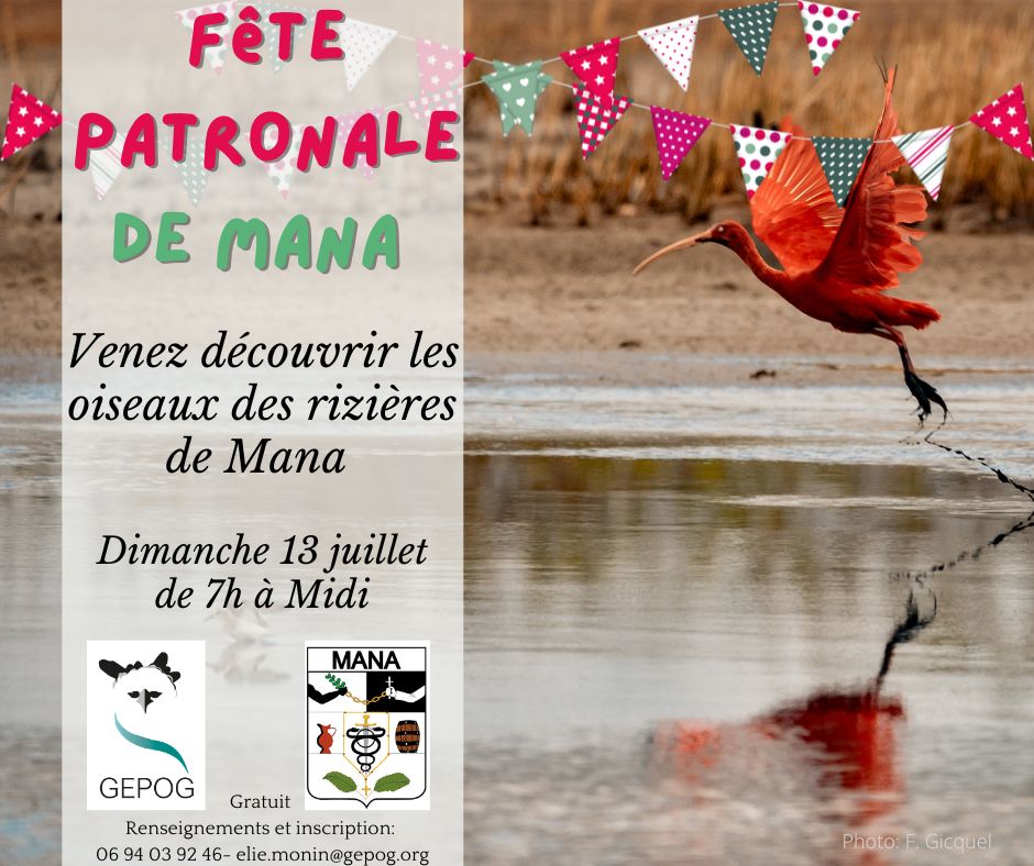 Fete de Mana - Sortie ornithologique dans les Rizieres de Mana