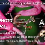 CONCOURS DE PHOTOGRAPHIE ANIMALIÈRE « ANOPHOTO »